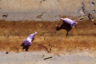 Jacaranda Flowers