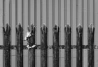 Metail Railings