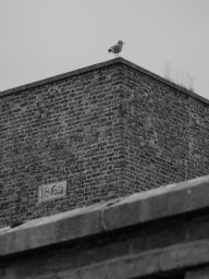 Seagull