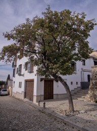 Tree In Street