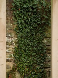 Ivy Behind Two Gravestones