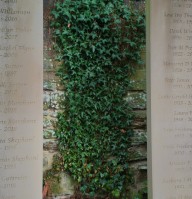 Ivy Growing In Churchyard