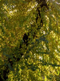 Autumnal tree