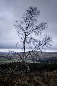 Tree with hills behind