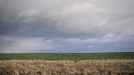 Landscape photo of wild grass, crops and soft white clouds