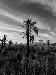 A palm tree blackened by fire in a field