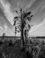 A burnt palm tree in a field with the Sierra Nevada mountains