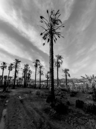 Burnt Palm Trees In Field