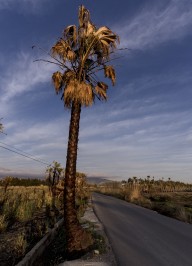 Burnt Tree By Road