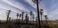 Burnt Trees