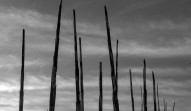Charred Grasses