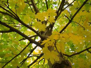 Green and yellow autumn leaves in a tree