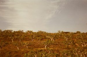 Avocado trees photographed with expired film