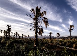A burnt palm tree in a field